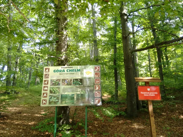 Rezerwat przyrody Góra Chełm