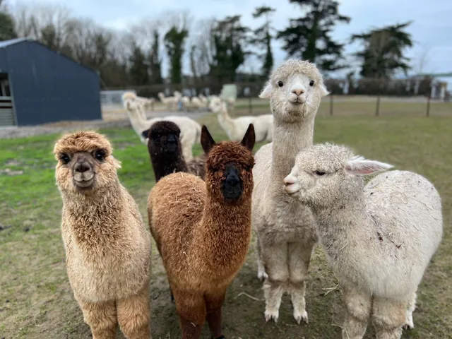 Strangford Bay Alpacas
