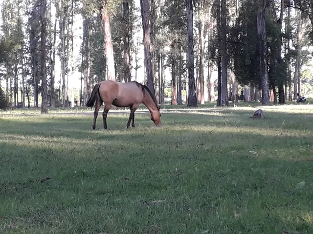 Municipal Park Paris London