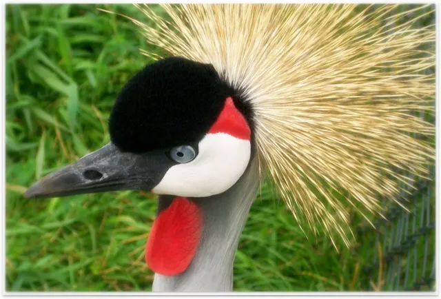 Bird Park "De Lorkeershoeve"
