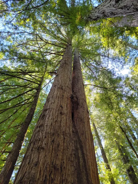 Redwood Nature Trailhead