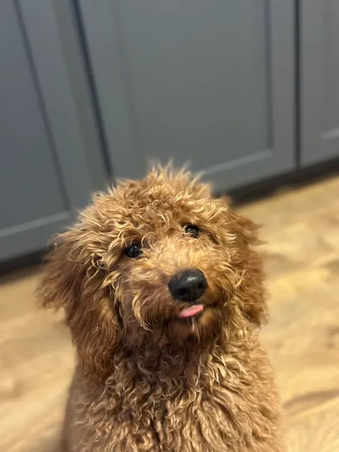 Camp K9 Fremont, LLC