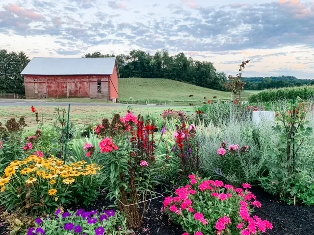 Hummingbird Hill Flower Farm