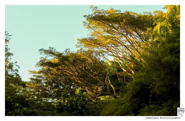 Bosque Estatal del Nuevo Milenio