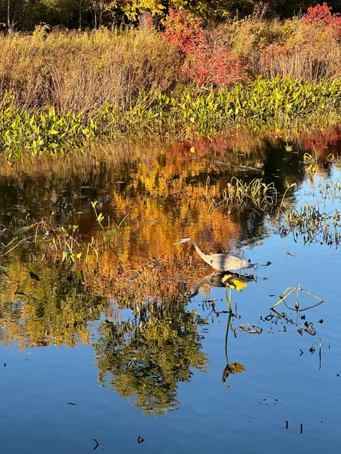 Alewife Brook Reservation