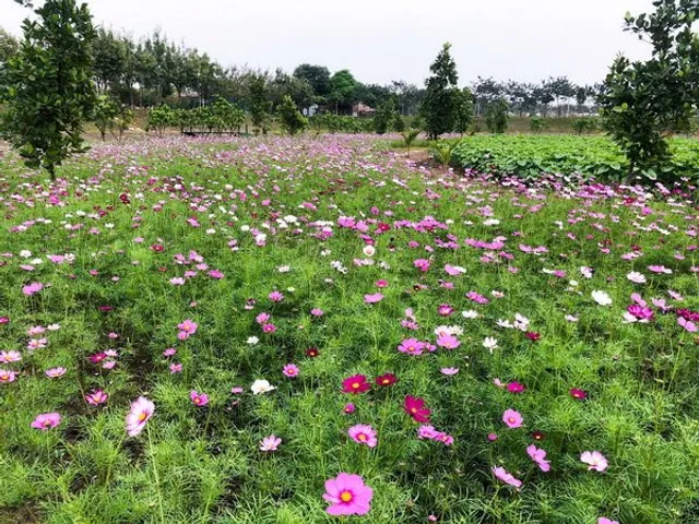 Phù Đổng Green Park