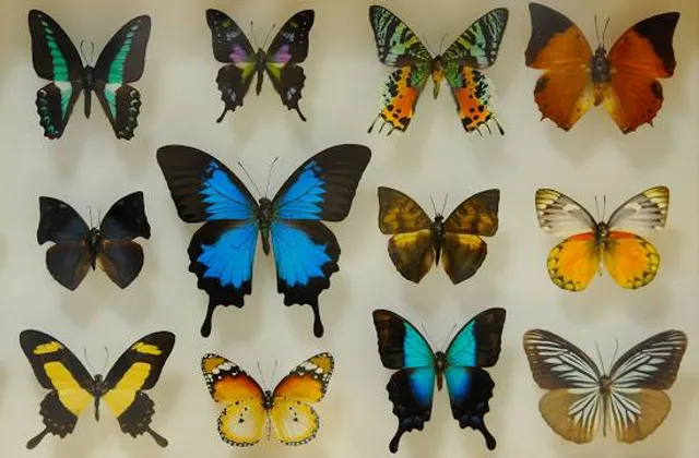 Lepke- és ásványkiállítás