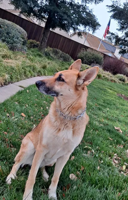 Morse Community Park - Dog Park