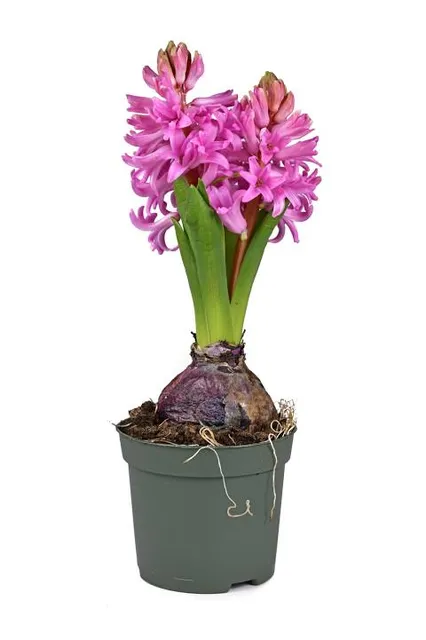 Scarlet Pearl Casino Resort