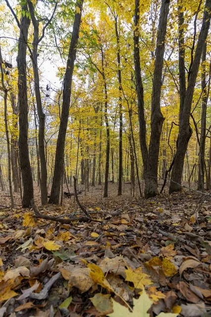 Forest Glen Preserve