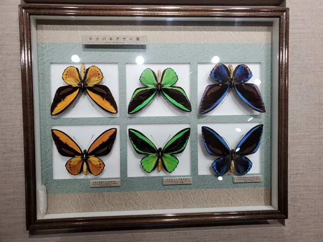 Nawa Insect Museum Haimurubushi