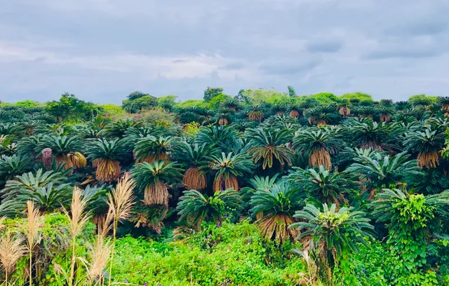 Cycad Grove