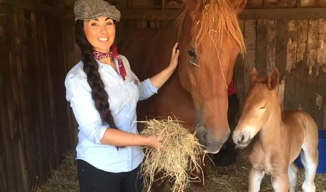 Dorset Heavy Horse Farm Park