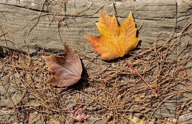 Wilderness Road Regional Museum