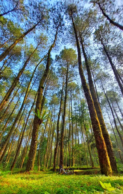 Ngandong Pine Forest