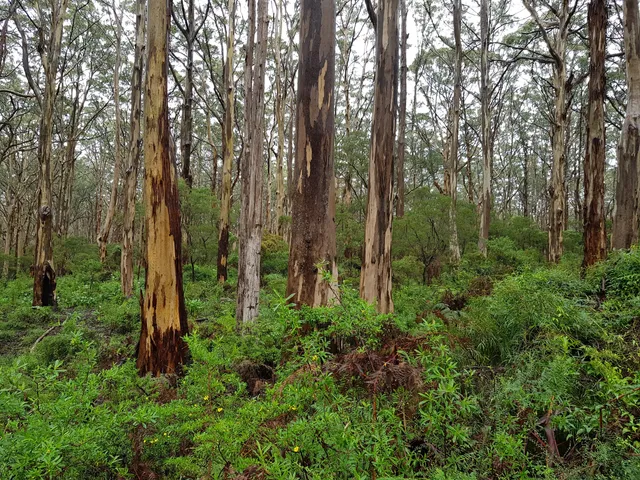 Forest Grove National Park