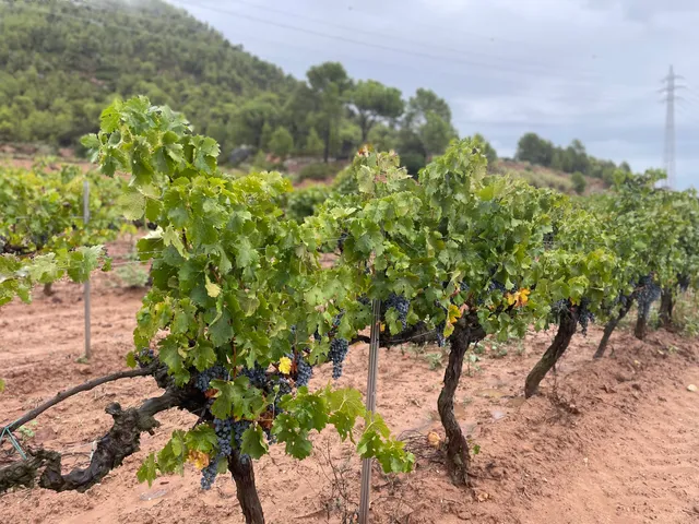 Collbaix-Celler el Molí