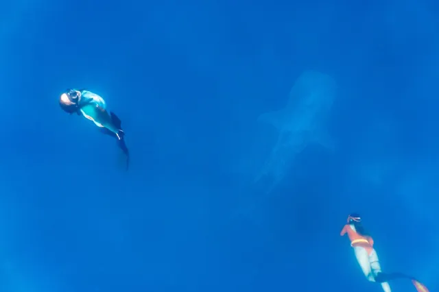 Pintuyan Whale Shark Interaction