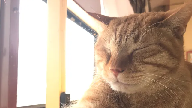 本格的ねこ倶楽部ねこコレ