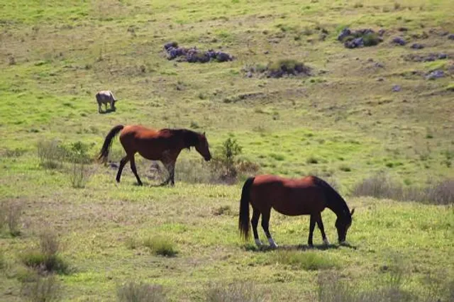 Parker Ranch Headquarters