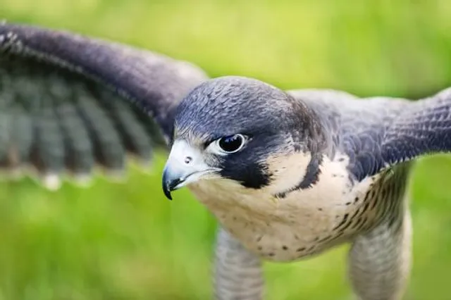 Tackapausha Museum and Preserve