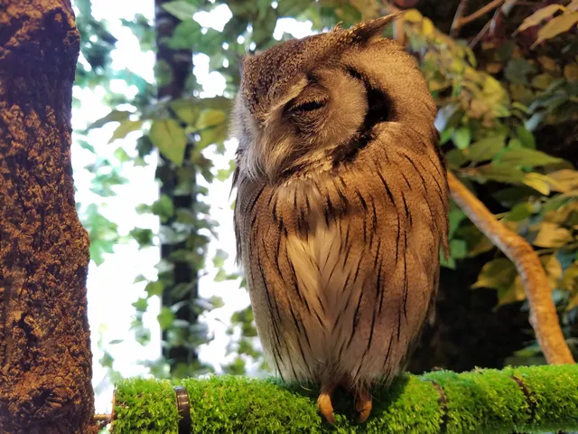 Kamakura Owls’ Forest