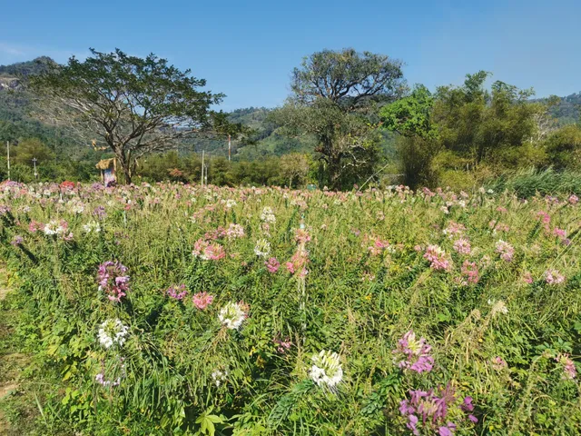 ไร่กลิ่นเกสร ทุ่งดอกมากาเร็ต&สตรอเบอร์รี่