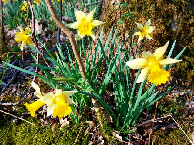 Staatsforst Hohnbachtal