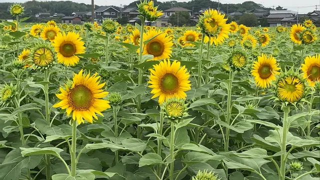 Roadside station Shinyoshitomi