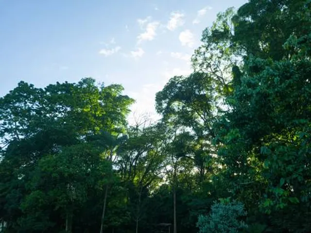 Linear Black Consciousness