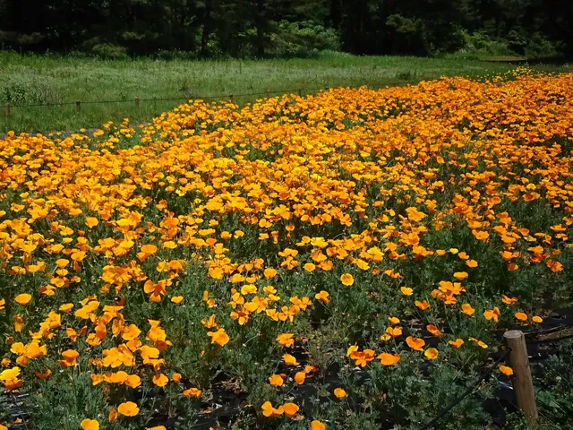 Daisogen (Grassland)