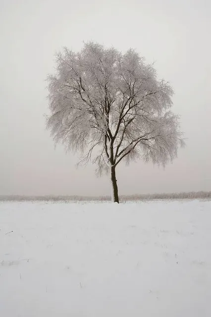 Welch Park Somerville Lake