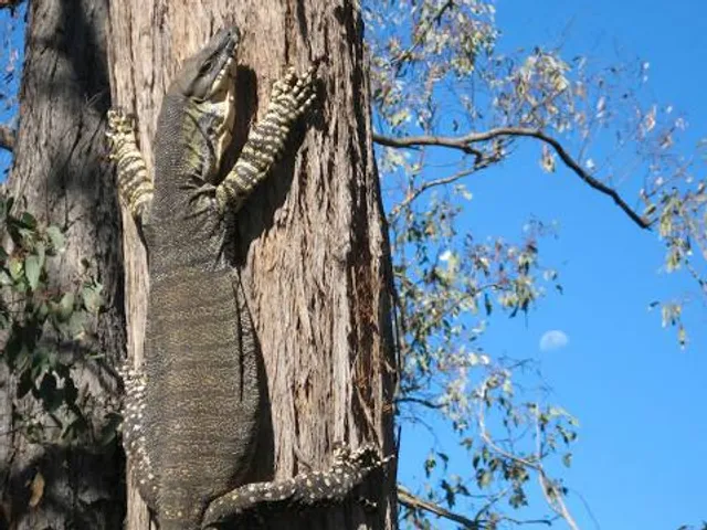 Chiltern-Mount Pilot National Park