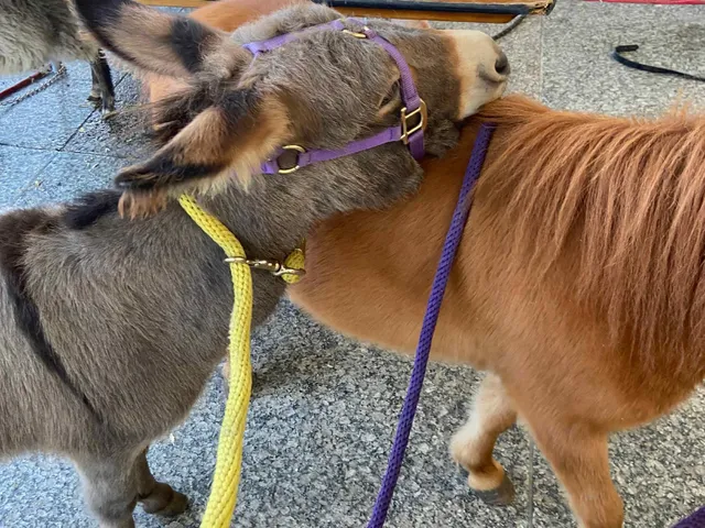 Endless Love Petting