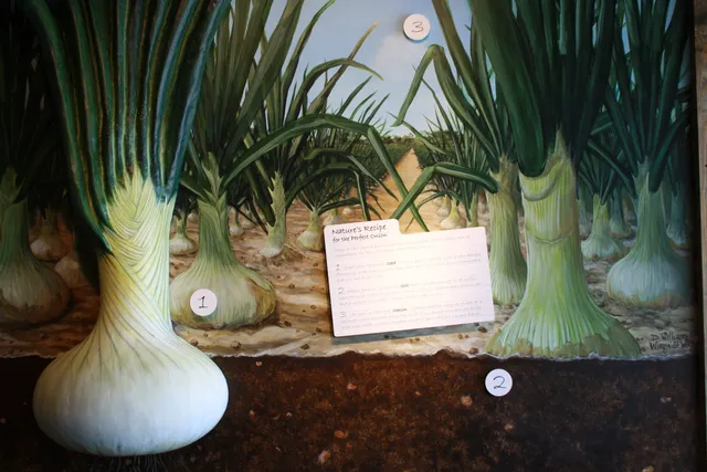 Vidalia Onion Museum