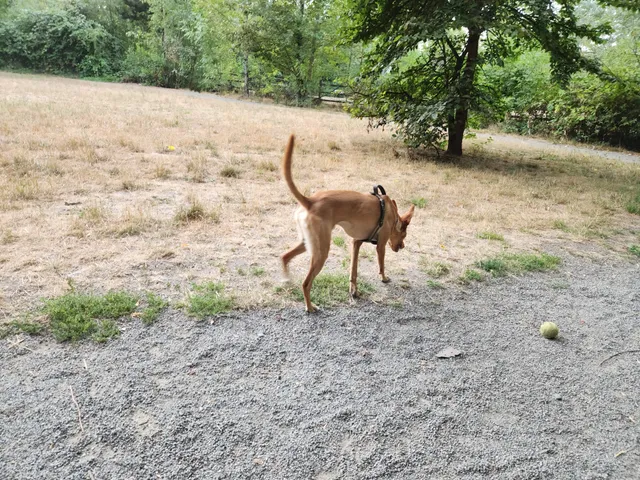 Wapato Park Off-Leash Dog Park