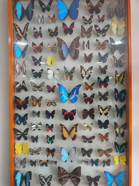 Artrotheca - Moi Insectos Exóticos