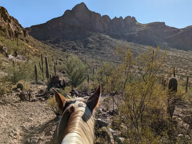 Tucson Mountain Stables