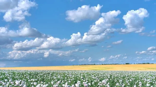Löddeåns mynning (Södra) Naturreservat