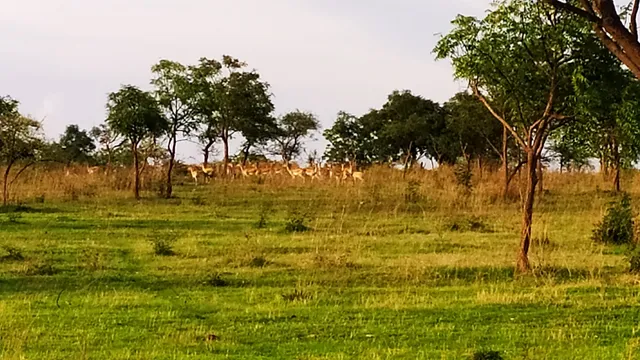 Rehekuri Blackbuck Sanctuary