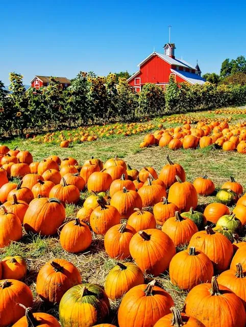 Bengtson's Pumpkin Farm and Fall Fest