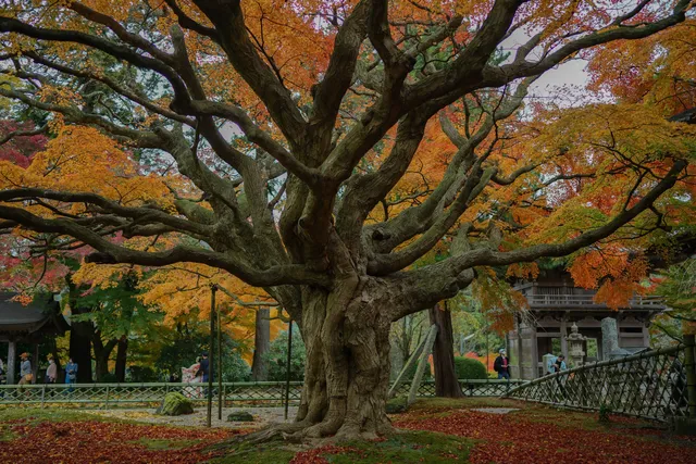 Raizansennyoji Taihioin