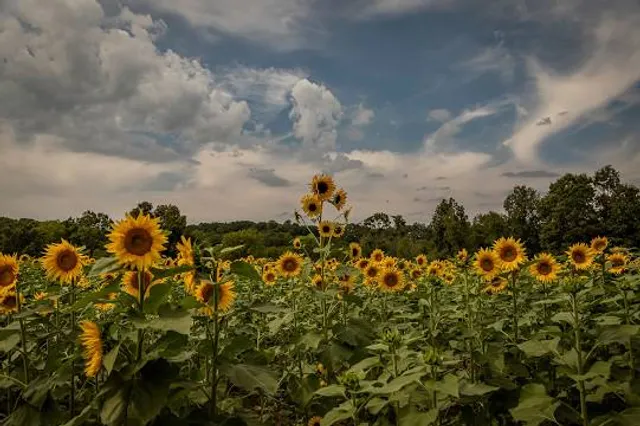 Sussex County Sunflower Maze