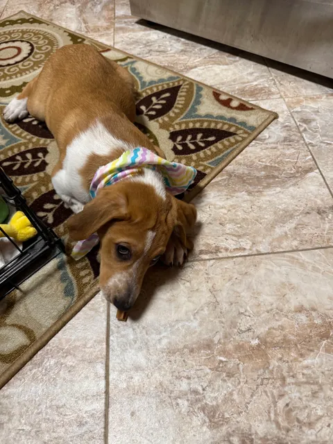 Humane Society of Missouri