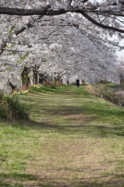 Cherry Blossoms in Kanasaki