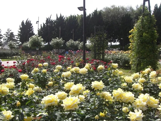 Hamadera Park
