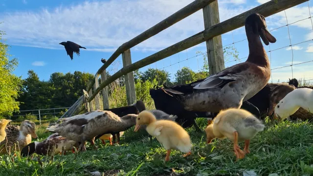 Cholderton Rare Breeds Farm
