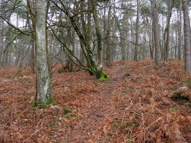 Site Naturel de la Tourbière des Froux