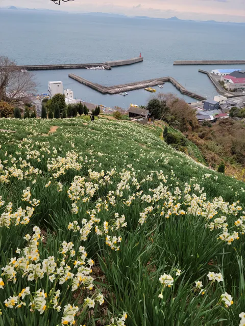 Japan daffodil come into blooms Road.