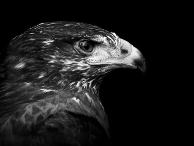 Neckar-Odenwald-Kreis